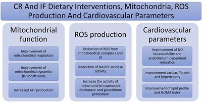 Impact of Dietary Restriction Regimens on Mitochondria, Heart, and Endothelial Function: A Brief Overview